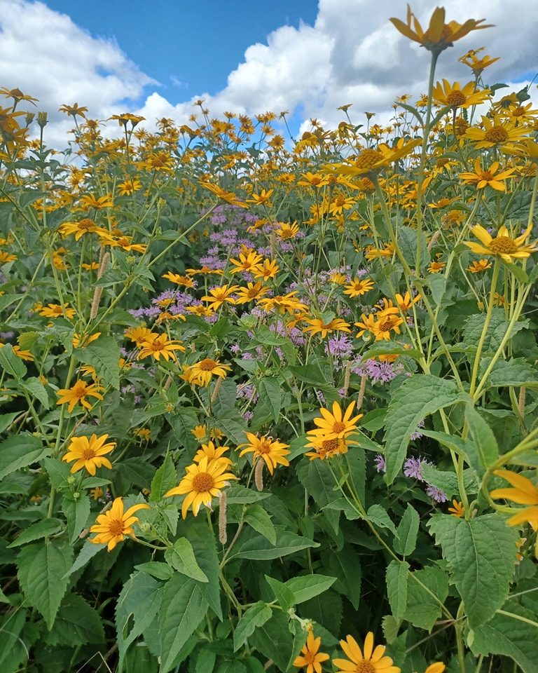 The Farm 2 — The Farm