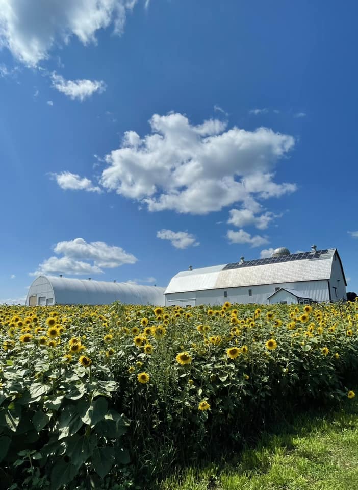 Soak Up The Sunflowers 16 — Soak Up The Sunflowers 2023