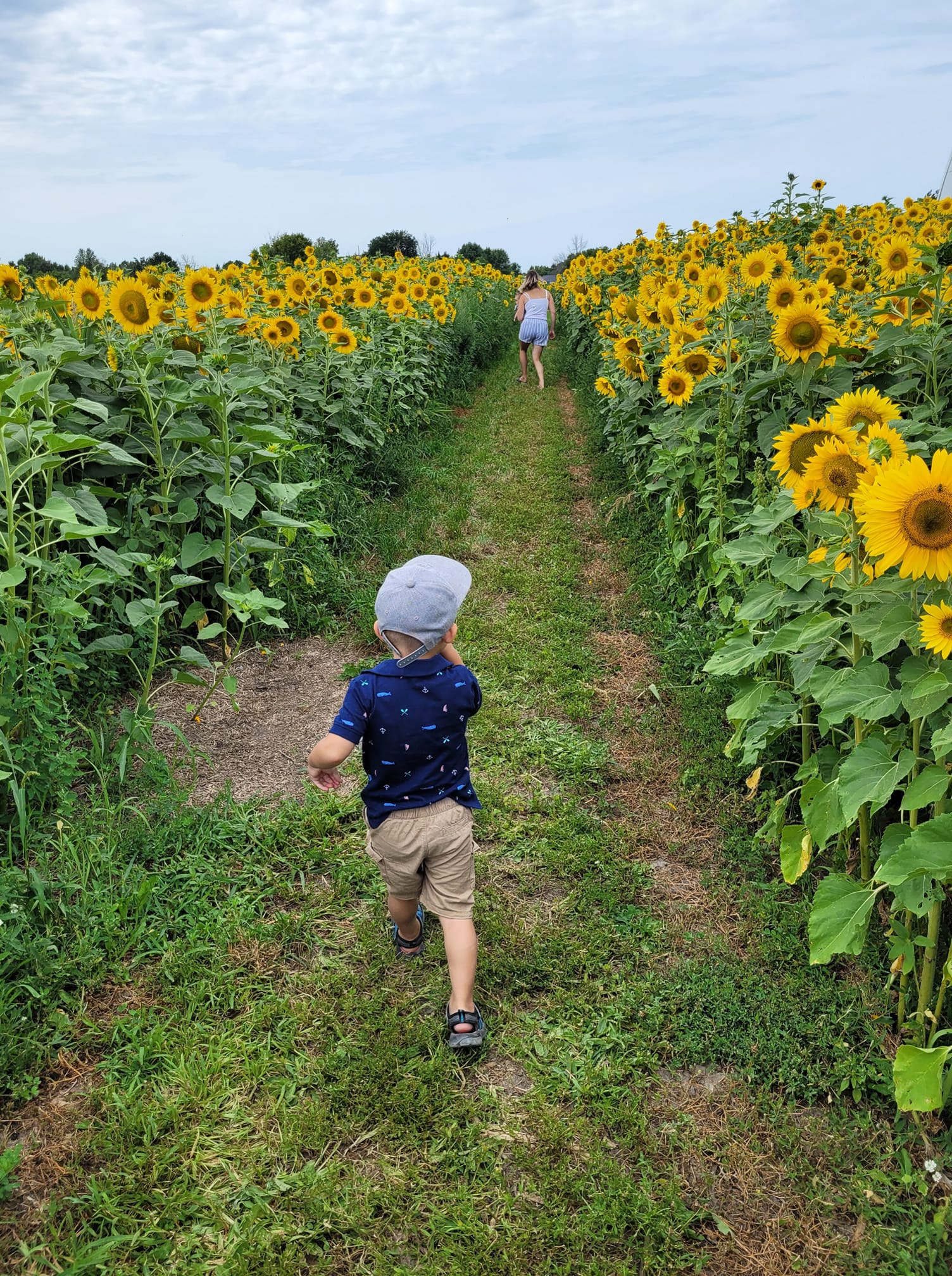 Soak Up The Sunflowers 23 — Soak Up The Sunflowers 2023