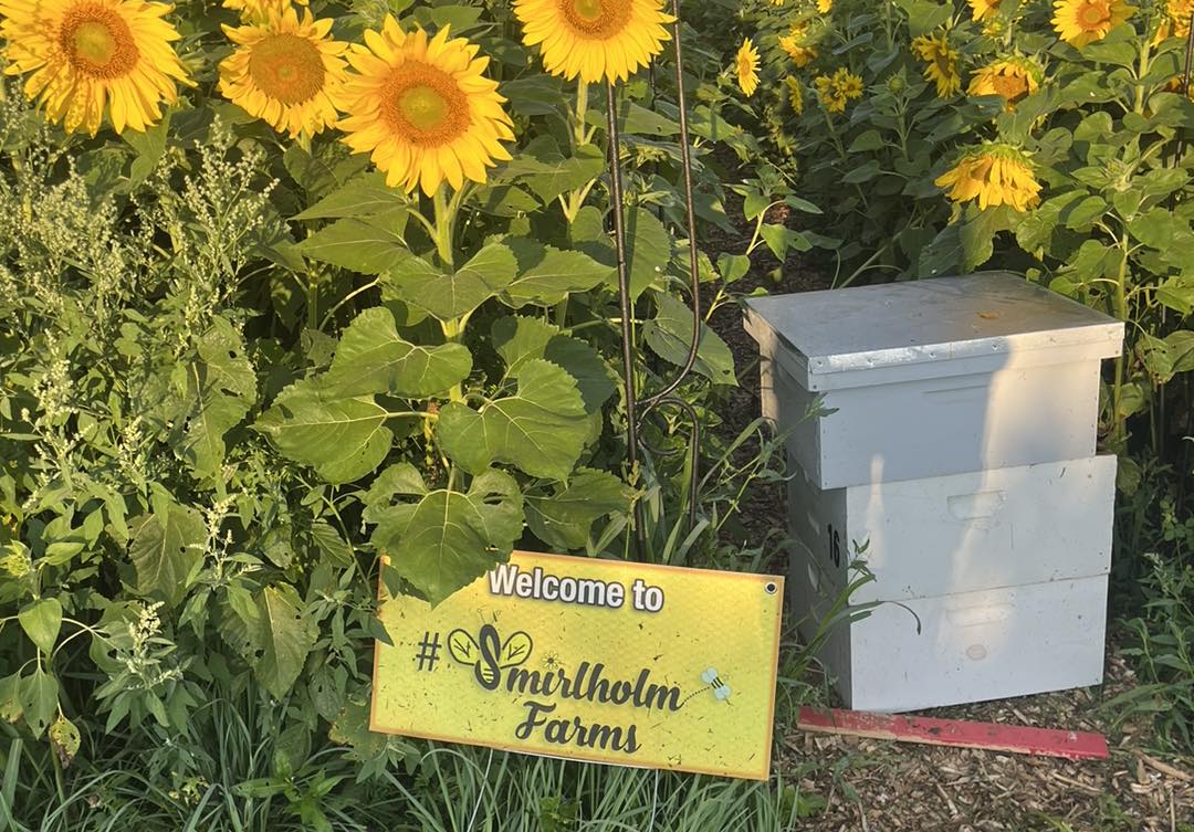 Soak Up The Sunflowers 6 — Soak Up The Sunflowers 2023